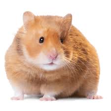 hamster.jpg